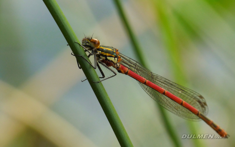 Large Red Damsel (Pyrrhosoma nymphula)